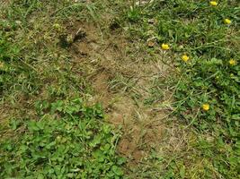 Ameisenhaufen und grünes Gras foto