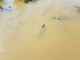 Schnappschildkröte, die in trübem oder schlammigem Wasser schwimmt foto