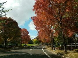 Asphaltstraße mit Bäumen und orangefarbenen und roten Blättern foto