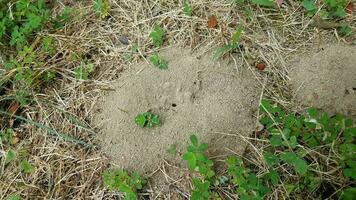 Schmutzameisenhügel oder Hügel und Gras foto