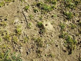 einsamer Bienendreckhügel und Gras und Dreck foto