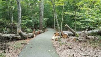 asphaltweg im wald oder wald mit bäumen und umgestürztem baum foto