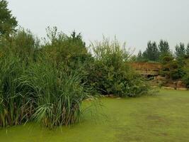 Grünalgenpflanzen, die stehendes Wasser in einem See mit Bäumen und Holzbrücke bedecken foto