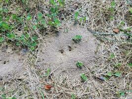 Ameisenhaufen oder Hügel im Dreck mit Gras oder Rasen foto