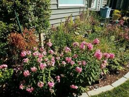 Pflanzen im Hinterhofgarten mit grünen Blättern und rosa Blüten foto