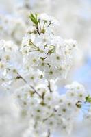 schöne zarte Kirschbaumblumen foto