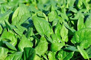 grüner Spinat im Wachstum am Gemüsegarten