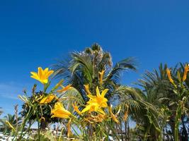 Insel Teneriffa in Spanien foto