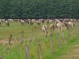 Wildpferd in Deutschland foto