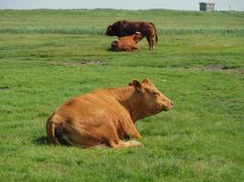 hallig hooge in der deutschen nordsee foto