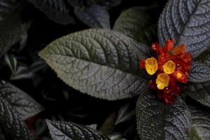 oben Ansicht von Chrysothemis pulchella donn ex sims decne gelbe und orange Farbe. auf dunkelbraunen Blättern des Baumes in dunklem Ton. foto