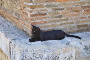 schwarze getigerte katze foto