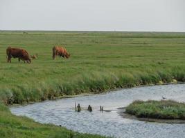 hallig hooge in der deutschen nordsee foto