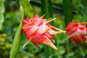 Drachenfrucht im Garten foto