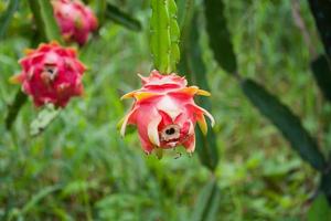 Drachenfrucht im Garten foto