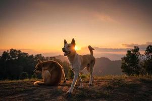 einheimischer hund, der bei sonnenuntergang auf einem hügel genießt foto