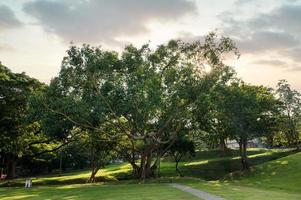 Großer Baum und Sonnenuntergang scheinen im Park durch foto