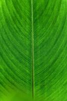 Symmetrie-Venen-Textur grünes Blatt der Monocot-Pflanze natürlichen Hintergrund foto