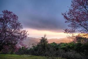 Sonnenaufgang über dem wilden Himalaya-Kirschbaum, der im Frühling im Garten blüht foto