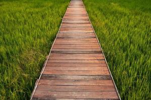 Holzweg auf grünem Reisfeld, das auf dem Land wächst foto