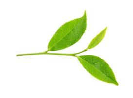 Blätter grüner Tee mit Wassertropfen isoliert auf weißem Hintergrund foto