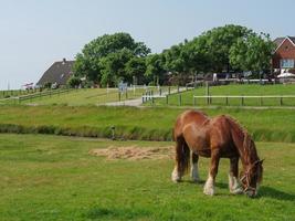 hallig hooge in der deutschen nordsee foto