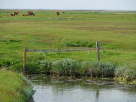 hallig hooge in der deutschen nordsee foto