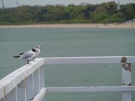 die ostsee bei danzig in polen foto