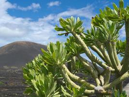 Vulkaninsel Lanzarote in Spanien foto