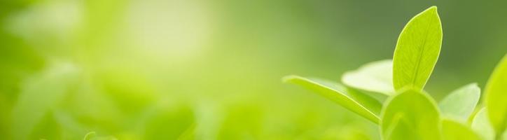 Nahaufnahme des grünen Blattes der Naturansicht auf unscharfem grünem Hintergrund unter Sonnenlicht mit Bokeh und Kopienraum unter Verwendung der natürlichen Pflanzenlandschaft des Hintergrundes, Ökologieabdeckungskonzept. foto