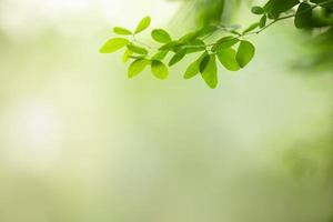 nahaufnahme des grünen blattes der naturansicht auf unscharfem grünem hintergrund unter sonnenlicht mit bokeh und kopierraum unter verwendung der natürlichen pflanzenlandschaft des hintergrundes, ökologietapetenkonzept. foto