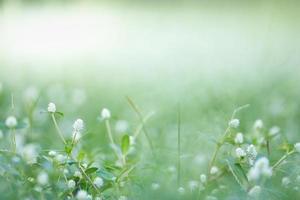 nahaufnahme der naturansicht mini weiße blume und gras auf unscharfem grünem blatthintergrund unter sonnenlicht mit bokeh und kopierraum unter verwendung natürlicher pflanzenlandschaft als hintergrund, ökologietapetenkonzept. foto