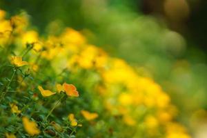 Nahaufnahme der gelben Blume und des grünen Blattes unter Sonnenlicht mit Kopienraum unter Verwendung der natürlichen Pflanzenlandschaft des Hintergrundes, Ökologietapetenkonzept. foto