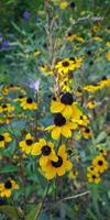 rudbeckia hirta, schwarzäugige susan blüht auf der wiese foto