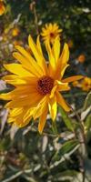 gelbe asterblumen blühen. herbstliche Landschaft foto