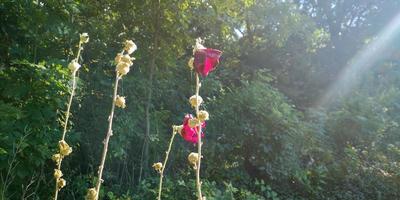 Wildblumen auf der Wiese, Hintergrund der Herbstpflanzen, Sommerbanner foto