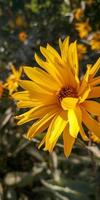 gelbe asterblumen blühen. herbstliche Landschaft foto