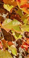 Herbst-Traubenblatt mit Adern aus nächster Nähe foto