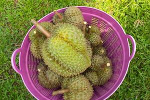 Nahaufnahme von Haufen frischer Durian bereit für die Ernte foto