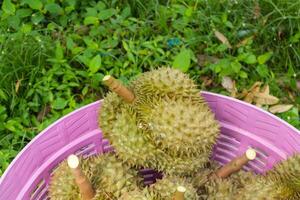 Nahaufnahme von Haufen frischer Durian bereit für die Ernte foto