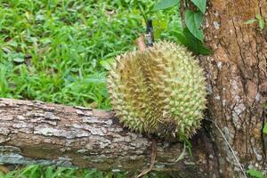 Nahaufnahme von faulem Durian verursacht Wind, der in Thailand in der Nähe des Baumes fällt foto