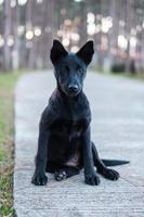 ein Hund, der im Park sitzt, ein junger schwarzer Hund, der etwas anschaut foto