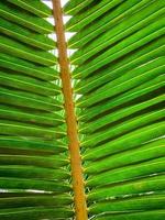 unter Kokosblättern und Stiel am tropischen Strand. Nahaufnahme Palme. Muster aus Kokosnussblättern. sommerferien hintergrund. textur grünes blatt der palme. tropische Umgebung. Resort-Dekoration. foto