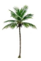 Kokospalme isoliert auf weißem Hintergrund. tropische Palme. Kokospalme für sommerliche Stranddekoration foto