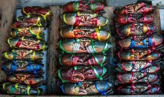 scylla serrata. Frische Krabben werden mit bunten Plastikseilen gebunden und auf dem Fischmarkt in Thailand in ordentlichen Reihen angeordnet. rohstoffe für das konzept der meeresfrüchterestaurants. foto