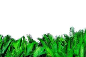 grüne Blätter der Palme isoliert auf weißem Hintergrund. nypa fruticans wurmb nypa, atap-palme, nipa-palme, mangrovenpalme. grünes Blatt zur Dekoration in Bio-Produkten. tropische Pflanze. grünes exotisches Blatt. foto