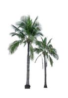 Kokosnussbaum isoliert auf weißem Hintergrund, der für die Werbung für dekorative Architektur verwendet wird. sommer- und paradiesstrandkonzept. tropische Kokospalme isoliert. Palme mit grünen Blättern im Sommer. foto