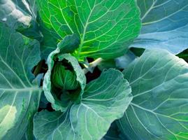 grüne Blätter von Gemüse im Garten. grünes Blattgemüse. Draufsicht auf das Kohlwachstum in der Farm. biologischer Gemüsebauernhof. Pflanzenanbau. Landwirtschaft. Reichhaltige Quelle für natürliches Vitamin C und Vitamin K. foto