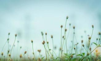 Selektiver Fokus Grasblume im Garten auf verschwommenem Hintergrund des Grasblumenfeldes. kleine Grasblume mit grünen Blättern. verträumter Hintergrund. sanfte und milde Pflanze mit Nebel. zerbrechliches lebenskonzept. foto