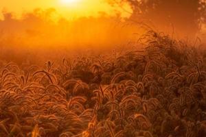 Grasblume mit Tautropfen morgens bei Sonnenaufgang mit schönem goldenem Sonnenschein. Blumenfeld im ländlichen. Orangenwiese Hintergrund. wilde Wiesengrasblumen mit Morgensonne. foto